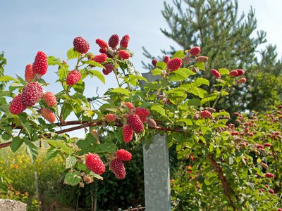 Support de croissance pour les Tayberry