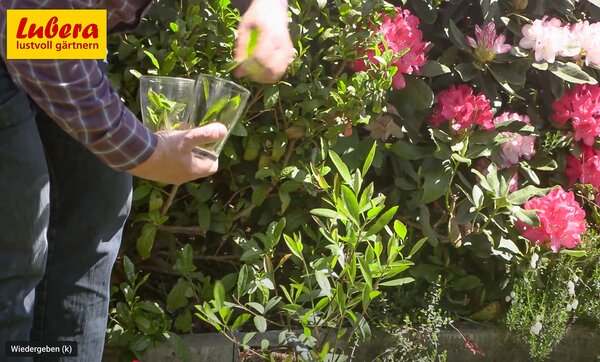 Tee, Ernte, Fresh-Tea, Mate-Tee, aus Video