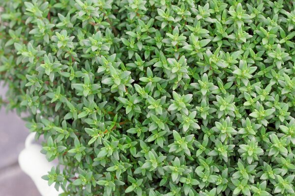 Thymus vulgaris Fredo, thym, thym aromatique