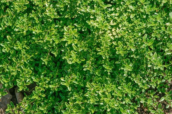 Thym citronn&eacute;, jardin d'herbes aromatiques