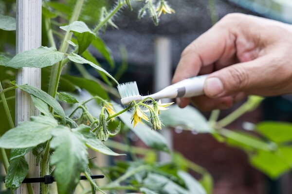 Fleur de tomate brosse &agrave; dents, buzz pollination