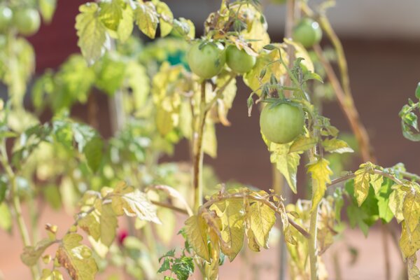 Carence nutritionnelle chez la tomate