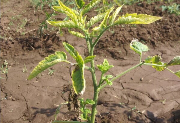 Enroulement des feuilles de tomates, carence en nutriments