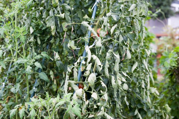 Tomate Stickstoff&uuml;berschuss