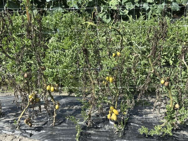 tomate malades, Tomate Voyage, tomate des voyageurs