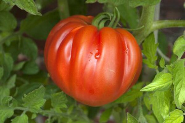 Tomate charnue m&ucirc;re, tomate c&oelig;ur de b&oelig;uf sur pied, plant de tomate, tomate c&oelig;ur de b&oelig;uf 