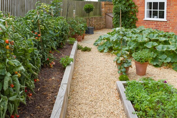 Tomates, culture en plein champ, culture dans le jardin sans serre &agrave; tomates, &agrave; ciel ouvert