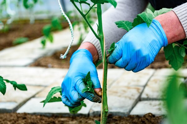 Enroulement des feuilles de tomates, &eacute;bourgeonnage des tomates, gourmands