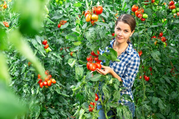 Grande plantation de tomates pour l'autosuffisance
