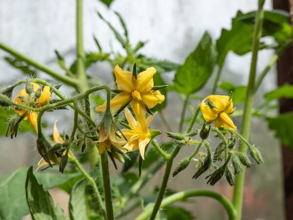 Fleur de tomate, les tomates ne fleurissent pas, tomates qui ne fleurissent pas