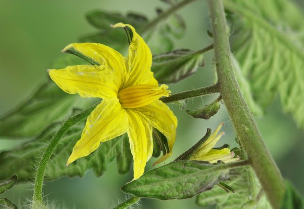Tomate Voyage, tomate des voyageurs, fleurs, &eacute;tamines