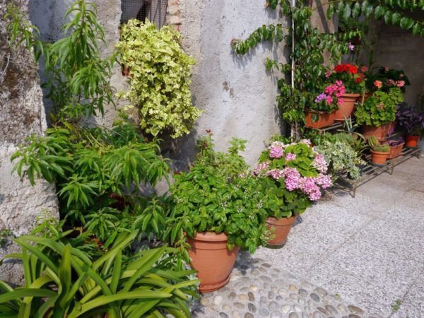 Plantes en pot sur la terrasse, fertilisation en &eacute;t&eacute;