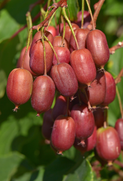 Kiwa&iuml;, <i>Actinidia arguta</i>, Lubera