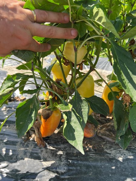Freiland Paprika 'Ungarischer Wax', Capsicum annuum 