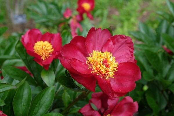 Paeonia Unique, Paeonia lactiflora x lutea, Paeonia Itoh Hybride, Pivoine, Pivoines en pot
