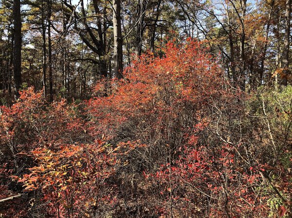 Couleurs automnales du Vaccinium corymbosum, arbuste de myrtilles en automne, le long du sentier Macri Trail, entre ses deux intersections avec Ridge Road, dans le parc Wells Mills, &agrave; Ocean Township, comt&eacute; d'Ocean, New Jersey.