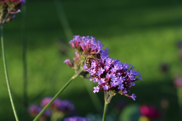 Verbena bonariensis avec abeille domestique, plantes vivaces favorables aux insectes, plantes vivaces favorables aux abeilles, verveine de Buenos Aires