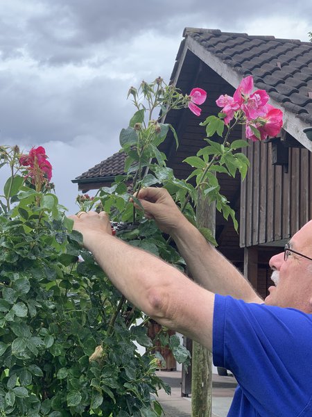 Couper les roses fan&eacute;es Taille d&rsquo;&eacute;t&eacute; pour les rosiers Lubera