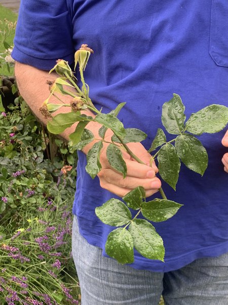 Couper les roses fan&eacute;es Taille d&rsquo;&eacute;t&eacute; pour les rosiers