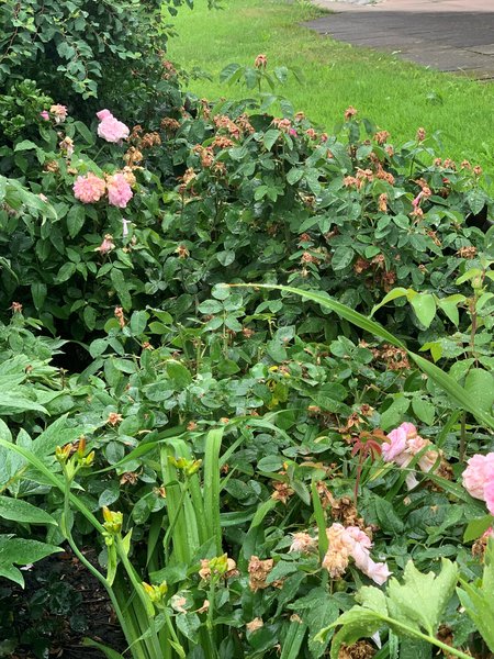 Couper les roses fan&eacute;es Taille d&rsquo;&eacute;t&eacute; pour les rosiers Lubera
