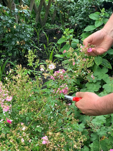Couper les roses fan&eacute;es Taille d&rsquo;&eacute;t&eacute; pour les rosiers Lubera