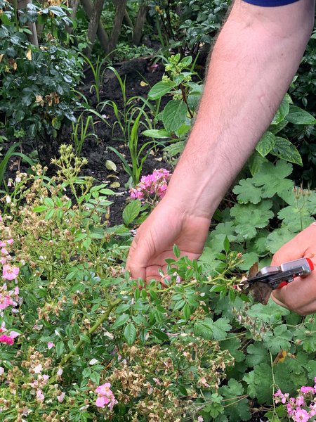 Couper les roses fan&eacute;es Taille d&rsquo;&eacute;t&eacute; pour les rosiers Lubera