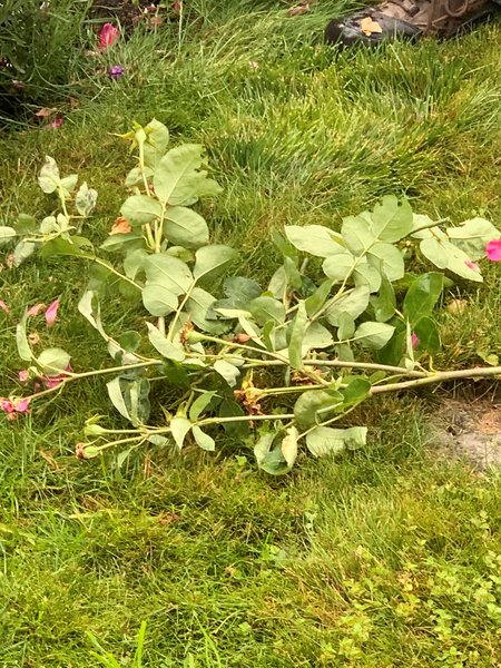 Couper les roses fan&eacute;es Taille d&rsquo;&eacute;t&eacute; pour les rosiers Lubera