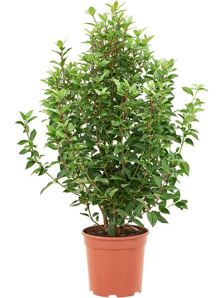 Viburnum tinus 'Spirit', Busch, im 24cm Topf, H�he 90cm, Breite 50cm