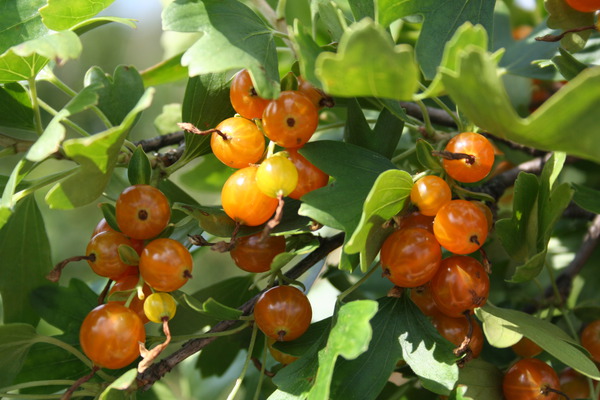 Multiplier les groseilles &agrave; maquereau, groseillier dor&eacute;, fruit orange, Ribes aureum