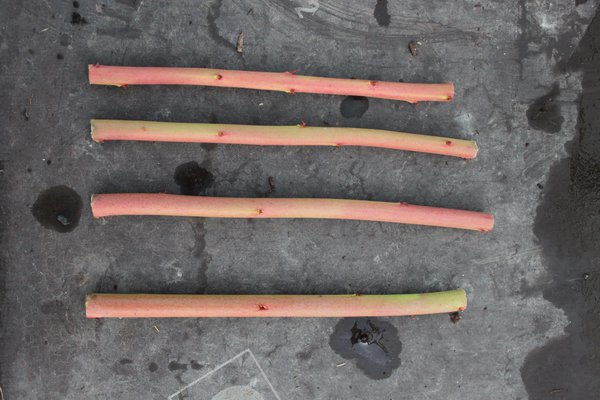 Multiplier un myrtillier Lubera
