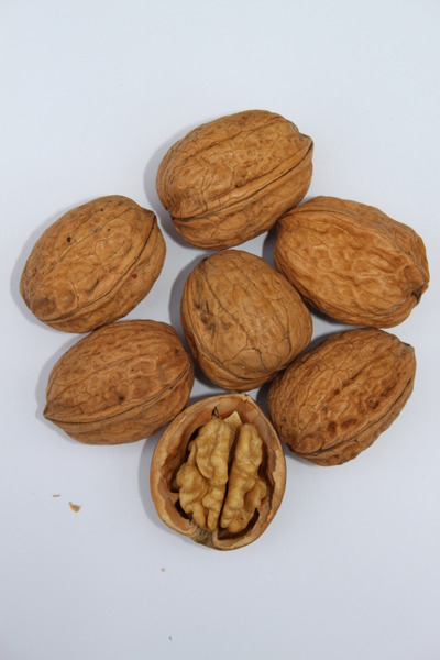Walnuss Franquette