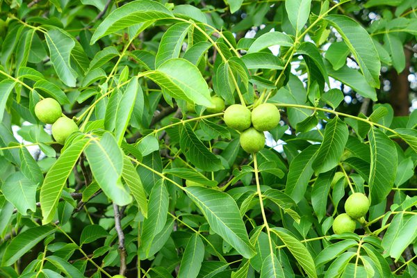 Noyer avec des fruits