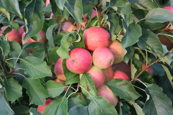 Quand les pommes sont-elles m&ucirc;res r&eacute;colte de pommes Lubera