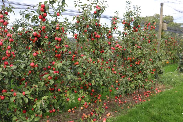 Quand les pommes sont-elles m&ucirc;res r&eacute;colte de pommes Lubera
