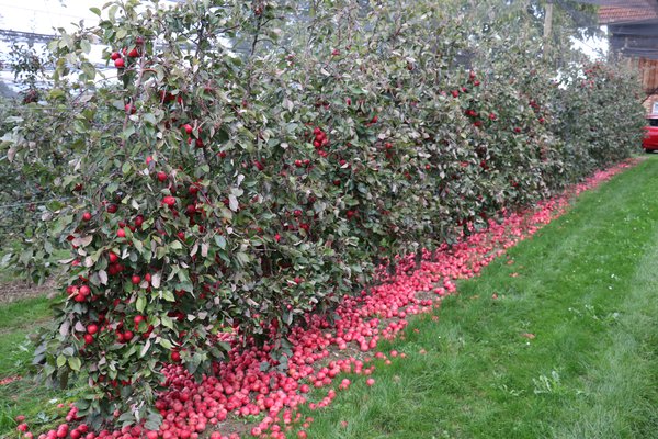 Quand les pommes sont-elles m&ucirc;res r&eacute;colte de pommes Lubera