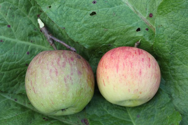 Quand les pommes sont-elles m&ucirc;res r&eacute;colte de pommes Lubera