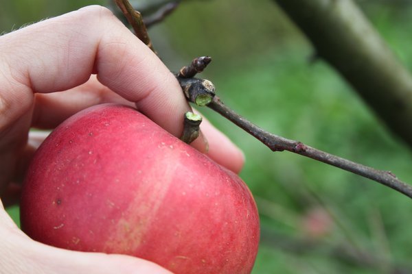 Quand les pommes sont-elles m&ucirc;res&nbsp;?