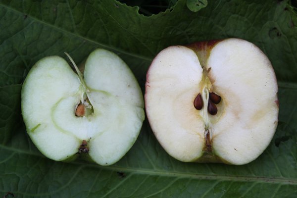 Quand les pommes sont-elles m&ucirc;res&nbsp;?