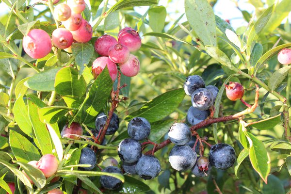 Myrtille sant&eacute; multibaies myrtille rose myrtille bleue Lubera
