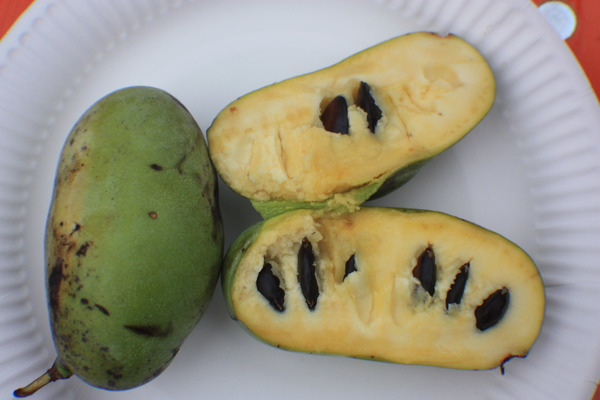 Le fruit de l&rsquo;asiminier (pawpaw).