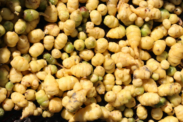 Oca du P&eacute;rou