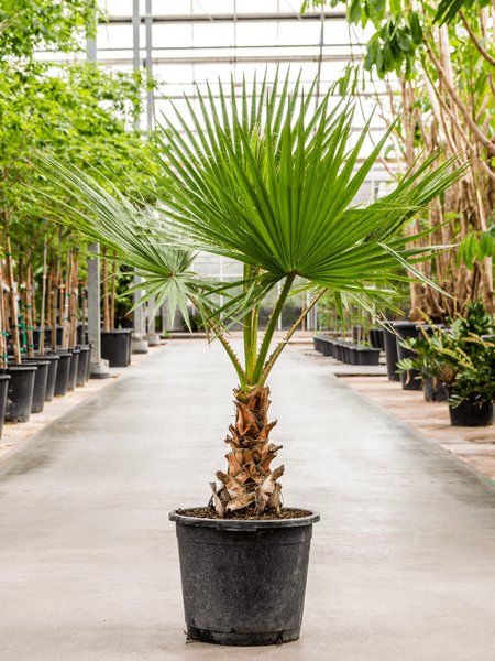 Washingtonia robusta, Stamm, im 42cm Topf, H�he 140cm, Breite 90cm