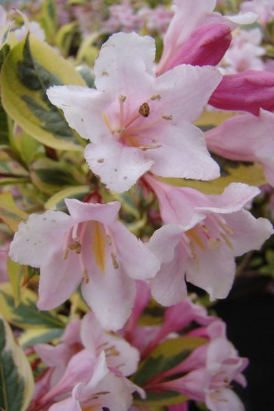 Weigela florida 'Nana Variegata', Weigelie