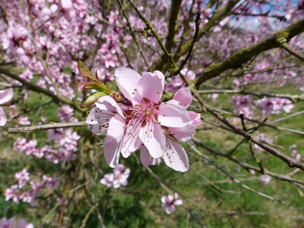 Fleur du p&ecirc;cher de vigne