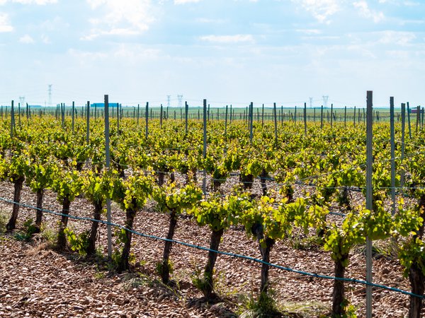 Weinreben f&uuml;r Weinherstellung