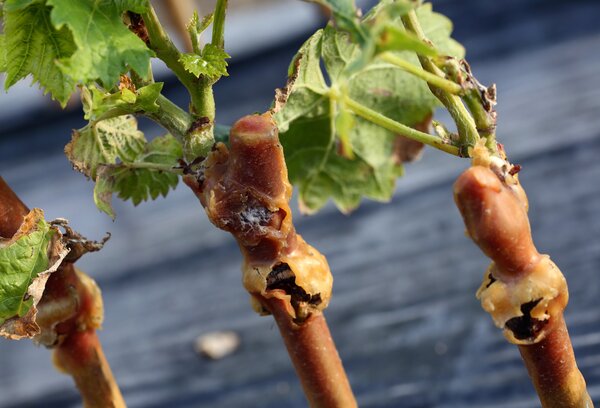 Vigne, vin, Vitis vinifera, greff&eacute;, greffage des vignes