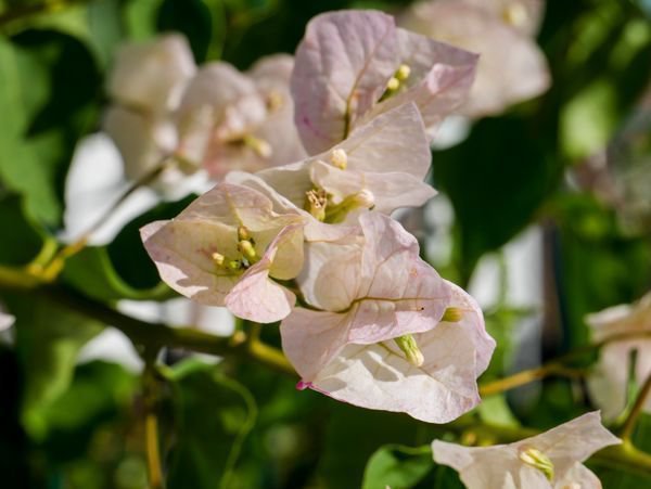 Planter un bougainvillier