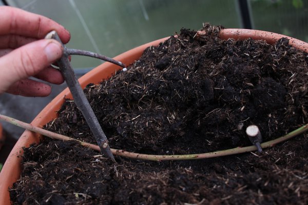 Multiplier un myrtillier Lubera