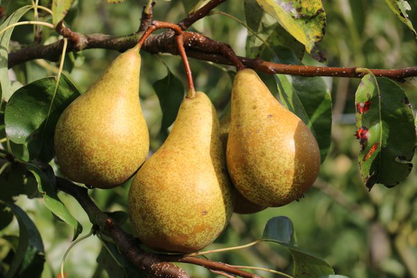 Poire Conf&eacute;rence