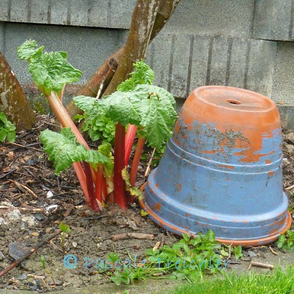 Forcer la rhubarbe Lubera. La rhubarbe forc&eacute;e